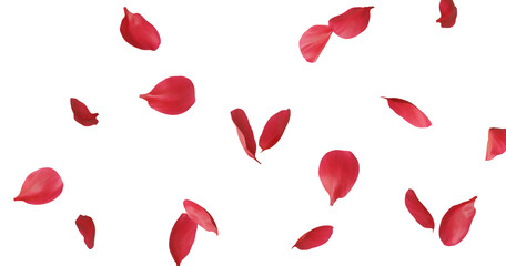 Floating red rose petal isolated on white. Background concept for love greetings on valentines day and mothers day. Space for text © Design Zone