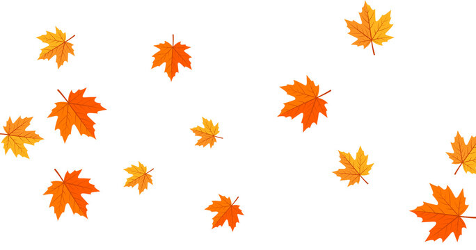 Falling isolated autumn colored maple leaves