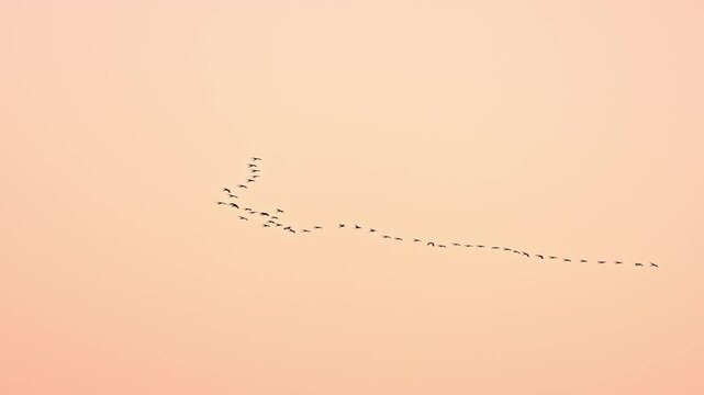 A wide, minimalist shot captures a large flock of birds flying in a V-formation across a soft, clear gradient sky during sunset in Luxor, Egypt.