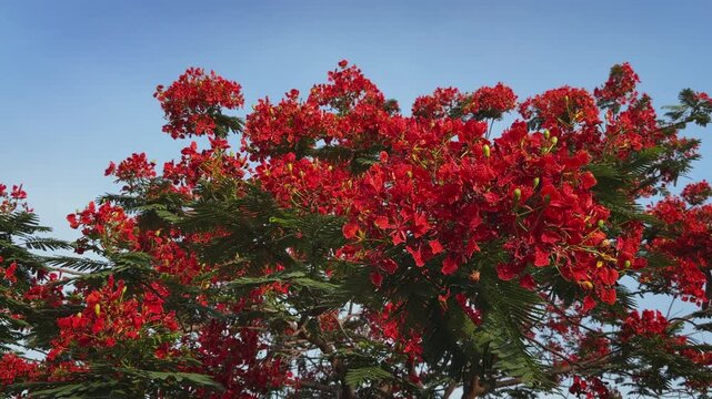 Wide view of a Gulmohar tree canopy densely covered with vibrant scarlet red flowers, creating a spectacular seasonal display against a clear blue sky in warm natural daylight.