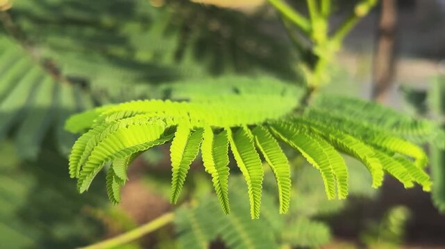 Close up view of fresh Gulmohar leaflets gently swaying in a light breeze, showcasing delicate fern like foliage, vibrant green colors, and fine natural textures illuminated by warm sunlight.