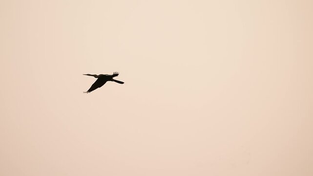Oriental Darter Drying Wings on Concrete Post at Gujarat India