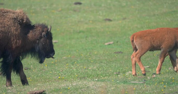 Shot in Yellowstone National Park, in spring, a pair of bison calves can be seen walking together before being followed by an adult bison.