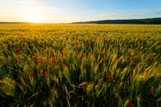 Wheat field and poppies in the Essonne valley. &Icirc;le-de-France region