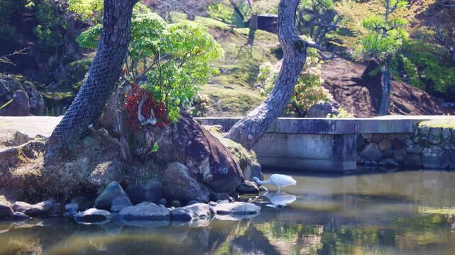 Tsuru White Crane in Japanese Pond, Warm Sunny Day