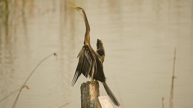 Oriental Darter Drying Wings on Concrete Post at Gujarat India