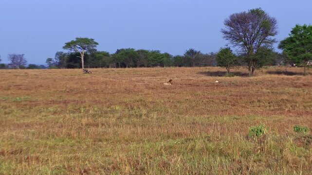 A tense still shot of an adult male lion and lioness resting in tall grass after mating, as a lone wildebeest jumps out in front oof them and escapes on the Serengeti plains in Tanzania, Africa.