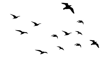 Png flock of birds flying in sky isolated clear background © Design Zone