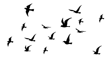Png flock of birds flying in sky isolated clear background © Design Zone