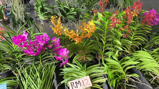Various orchid seedling species grow in polybags inside a commercial nursery. Customers browse the selection. They choose their favorite young plants.