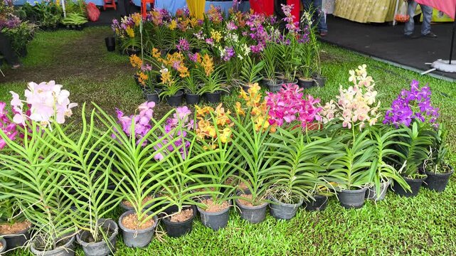 Various orchid seedling species grow in polybags inside a commercial nursery. Customers browse the selection. They choose their favorite young plants.
