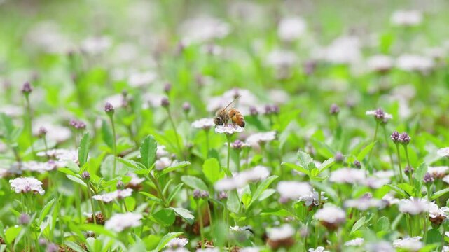 春の柔らかな光と白い花の花畑で働くミツバチ