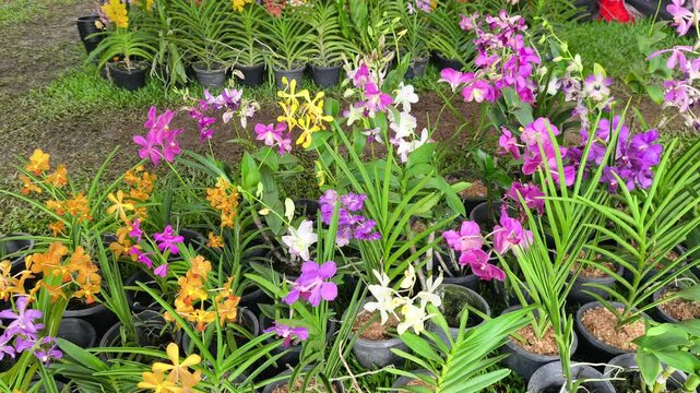 Various orchid seedling species grow in polybags inside a commercial nursery. Customers browse the selection. They choose their favorite young plants.