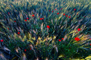 Obraz premium Wheat field and poppies in the Essonne valley. Île-de-France region