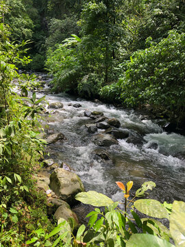 River with water flow low surrounded by trees at curug sawer national park gede pangrango in Sukabumi, Indonesia, perfect nature background
