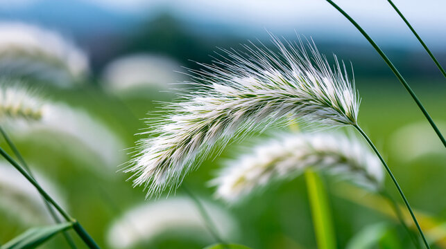 Close-up of fluffy white foxtail grass swaying gently against a softly blurred green field, spring nature background, hay fever awareness, tranquil meadow macro photography, with