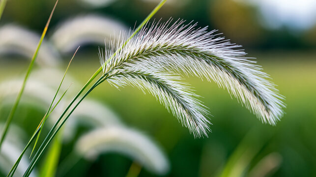 Close-up of fluffy white foxtail grass swaying gently against a softly blurred green field, spring nature background, hay fever awareness, tranquil meadow macro photography, with