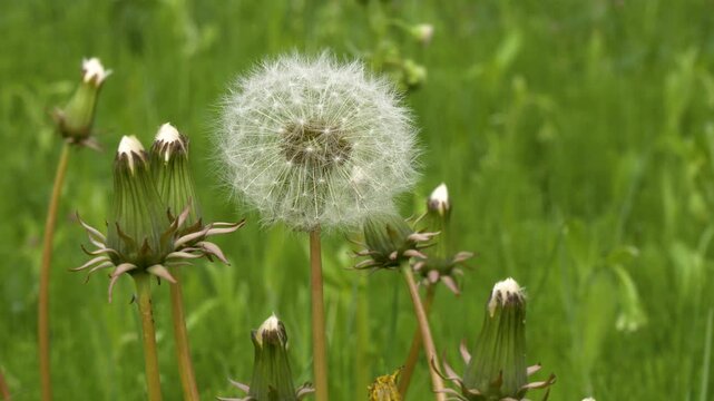 Close Up of Matured Dandelion Seed Head and Buds in Green Grass