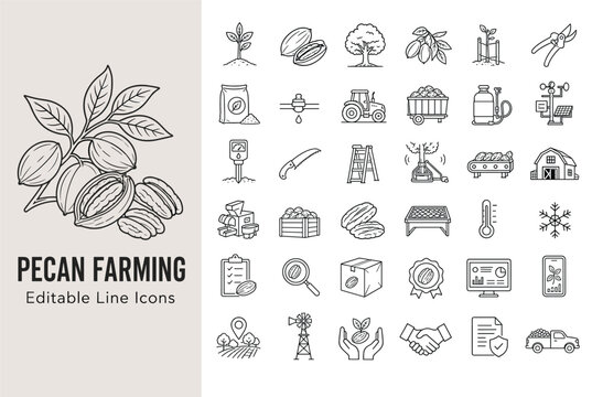 Pecan farming line icons set representing agriculture, nut harvesting, cultivation, and processing