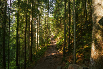Fototapeta premium Old trees in a mountain forest
