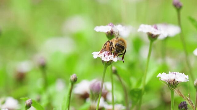 春の柔らかな光と白い花の花畑で働くミツバチ