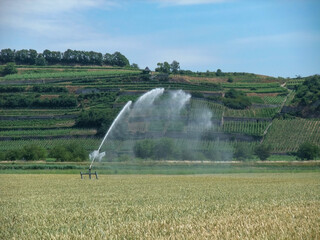 Fototapeta premium Irrigation in a Wheat Field
