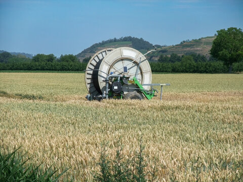Irrigation Reel in Wheat Field