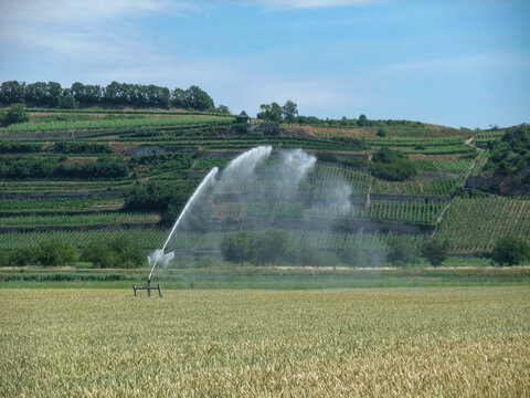 Irrigation in a Wheat Field