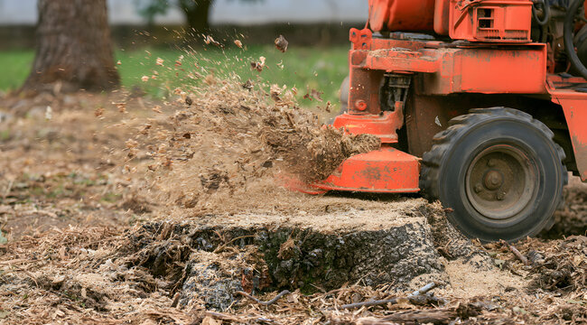 The stump grinder is removing a tree stump, producing wood chips that fly.