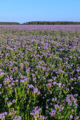 Obraz premium Field of blooming Phacelia tanacetifolia under summer sky. Concept of beekeeping, cover crop and sustainable farming.