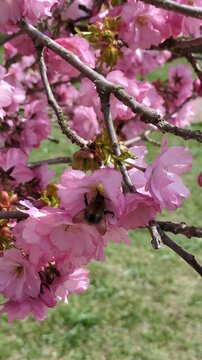Close-up of a hard-working bumblebee collecting pollen from bright pink cherry blossoms on a tree branch in spring, beautiful nature video clip showcasing pollination and wildlife lifestyle