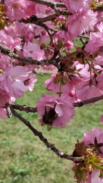 Close-up of a hard-working bumblebee collecting pollen from bright pink cherry blossoms on a tree branch in spring, beautiful nature video clip showcasing pollination and wildlife lifestyle