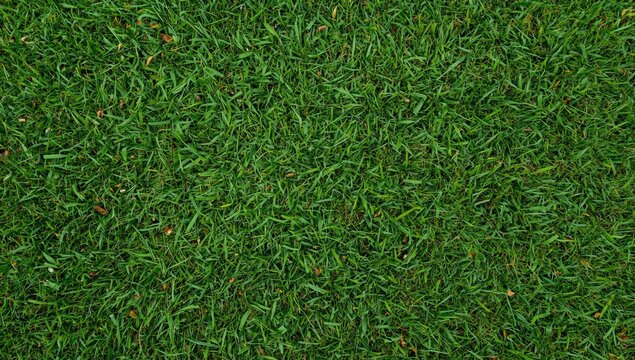 Green grass texture background with blades and small twigs
