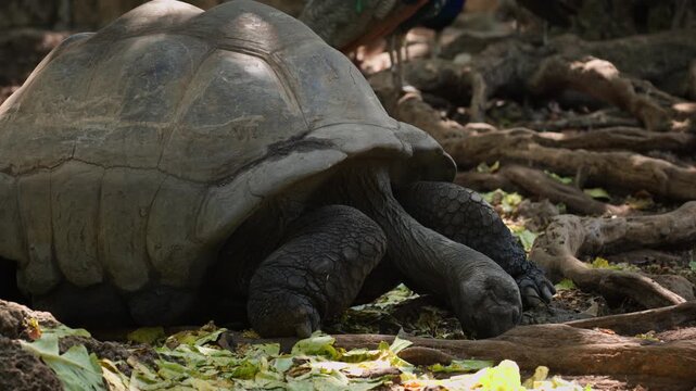 A massive giant tortoise lies motionless on a dry, leafy forest floor while peafowl move softly in the background. Quiet wildlife moment suitable for nature documentaries or conservation content.