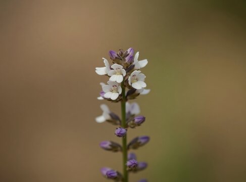 Close-up of delicate white and purple wild flowers on green stems. Soft focus background creates bokeh effect. Tiny blossoms bloom on slender stalk in natural setting.