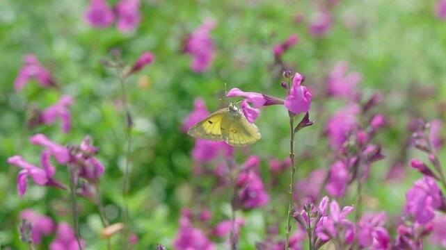 初夏の光を浴びてピンクの花で蜜を集める黄色い蝶