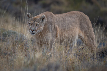 Fototapeta premium Puma in the wild Patagonia