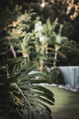 Tropischer Garten mit Palmen und Monstera – exotische Pflanzen, Ruhe und luxuriöse Gartenlandschaft © christophe papke
