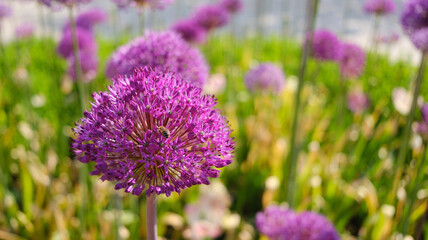 Obraz premium Allium Globmaster, dekorativer Bogen im Park. Sonniger Sommertag.