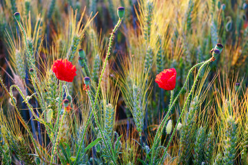 Obraz premium Wheat field and poppies in the Essonne valley. Île-de-France region