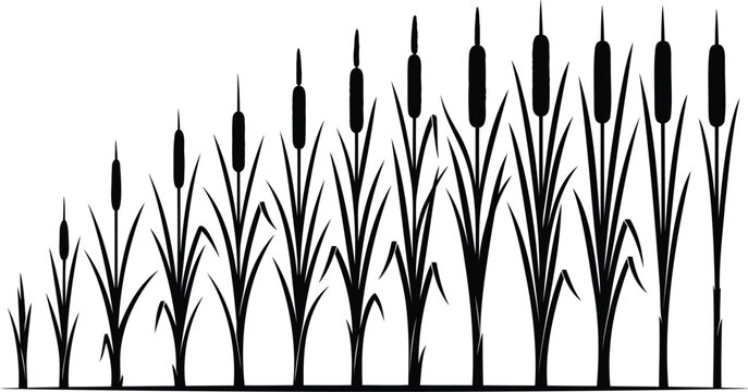 Black silhouette of cattail plants in a row