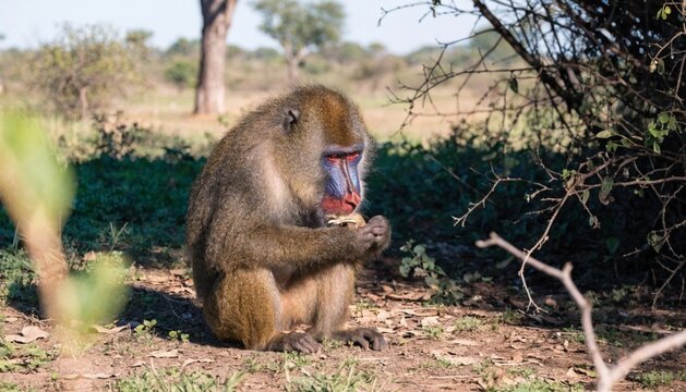Mandrill (Mandrillus sphinx) is eating food in the forest, African savannah, Botswana.
