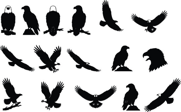 Black silhouettes of eagles in various poses on white background bird birds