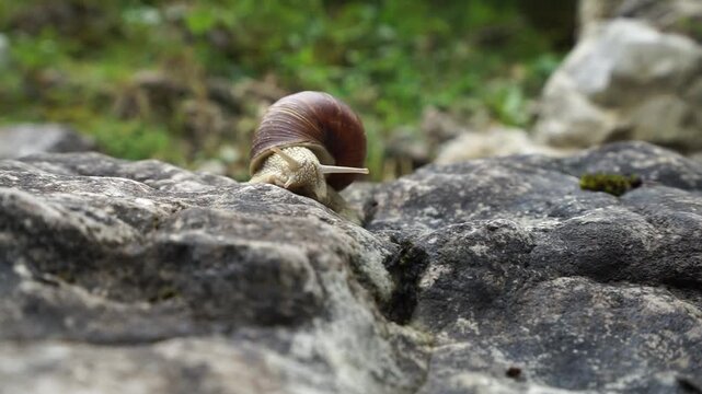 A garden snail crawls over stones