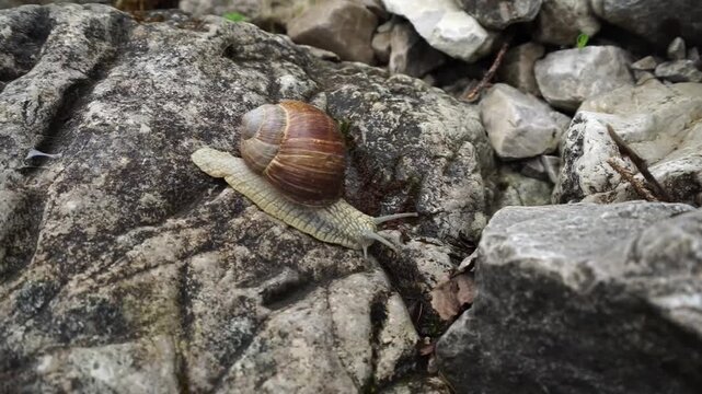 A garden snail crawls over stones