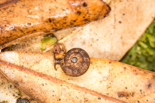 Suteria ide, a species of air-breathing land snail, a terrestrial gastropod mollusc in the family Charopidae.  This species is endemic to New Zealand.