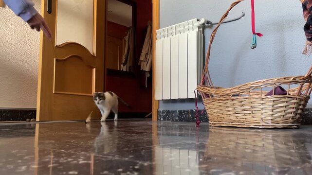 Playful Domestic Cat Chasing Toy Across Wooden Floor, Cute Kitten Playing Indoors, Happy Pet Activity at Home, Feline Hunting Instinct, Adorable Animal Lifestyle, Close Up Action