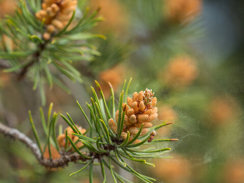 Es handelt sich um eine Nahaufnahme eines m&auml;nnlichen Bl&uuml;tenstandes einer Banks-Kiefer (Pinus banksiana), auf dem fliegende Pollen zu sehen sind.