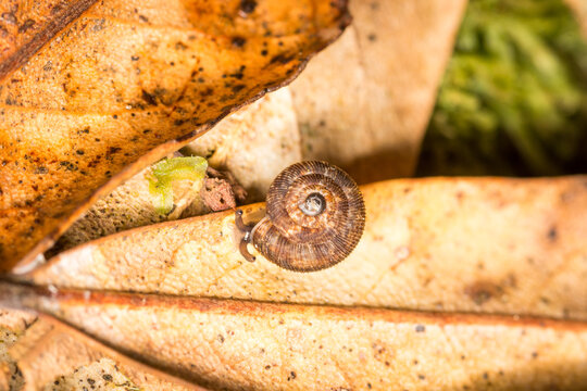 Suteria ide, a species of air-breathing land snail, a terrestrial gastropod mollusc in the family Charopidae.  This species is endemic to New Zealand.