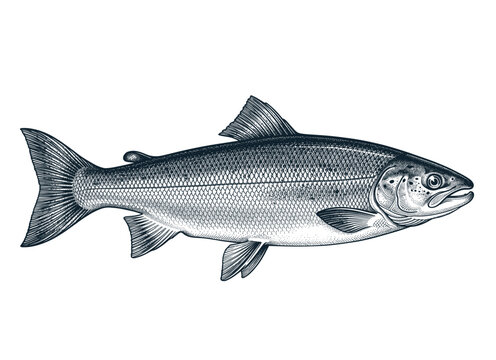 Hand drawn vintage salmon fish with detailed scales and fins, engraved illustration, seafood and fishing vector illustration